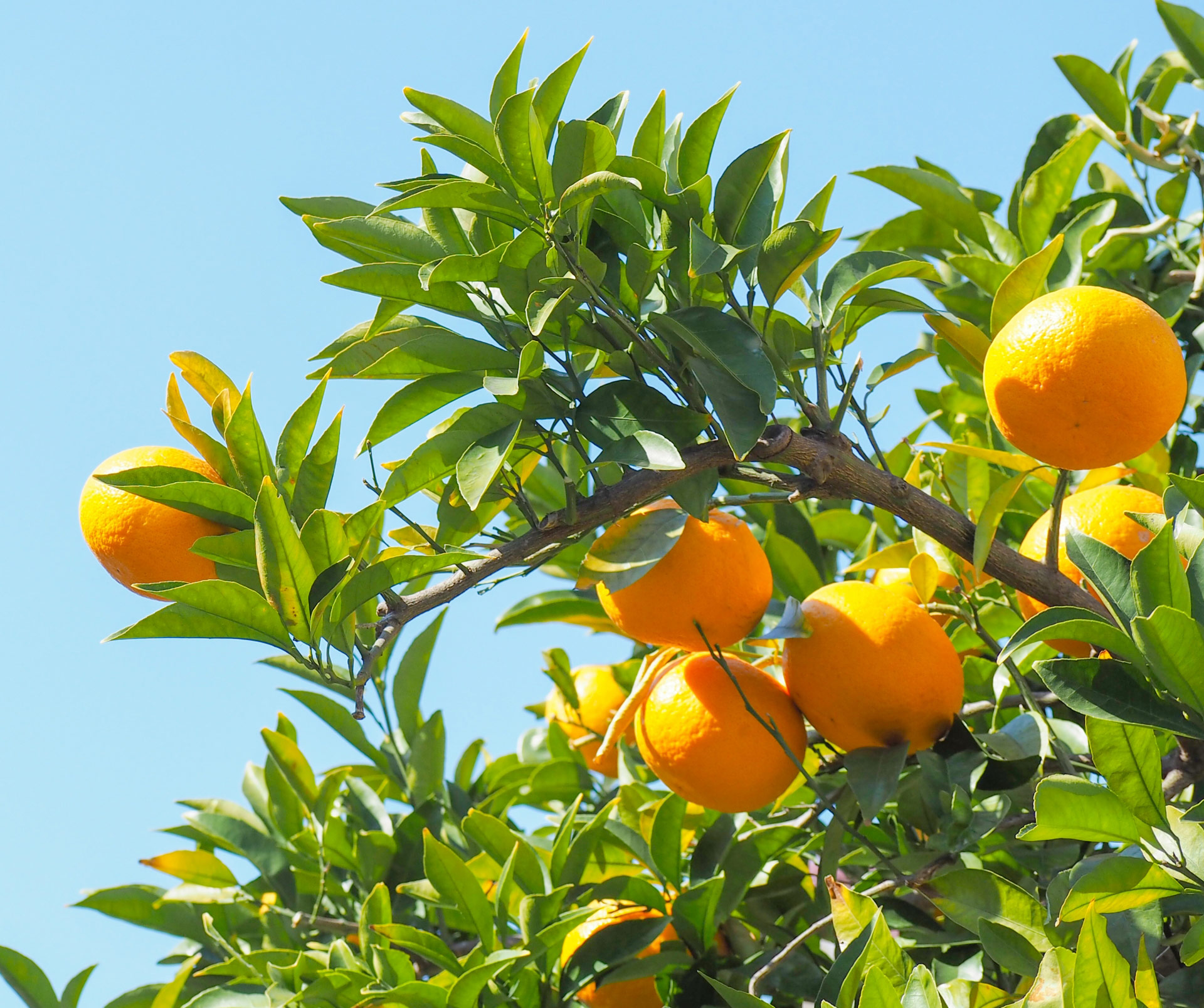 松浦 甘夏のお酒 500ml