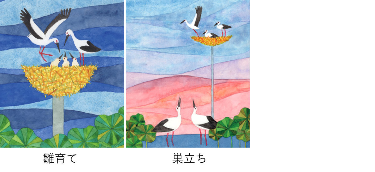 鳴門鯛 特別純米 コウノトリの酒 朝と夕 飲みくらべセット