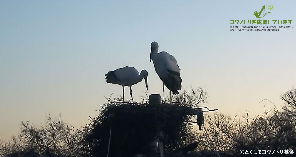 鳴門鯛 特別純米 コウノトリの酒 朝と夕 720ml【2024年新酒】