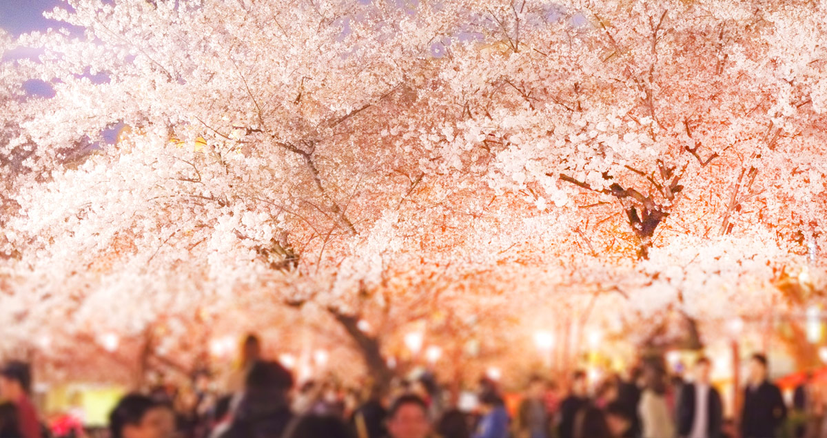 鳴門鯛 LED(レッド)SPRING HAS COME! 720ml