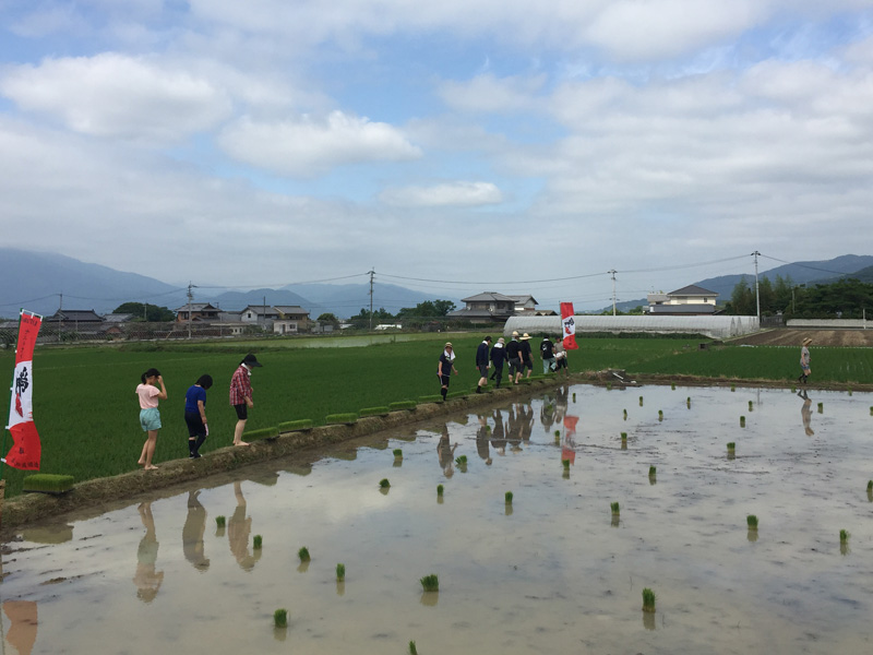 あわいちば山田錦