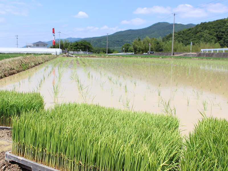 あわいちば山田錦